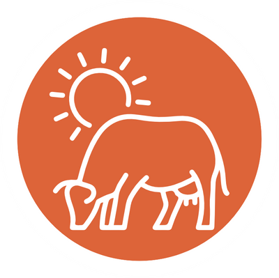 Breed of the Cow